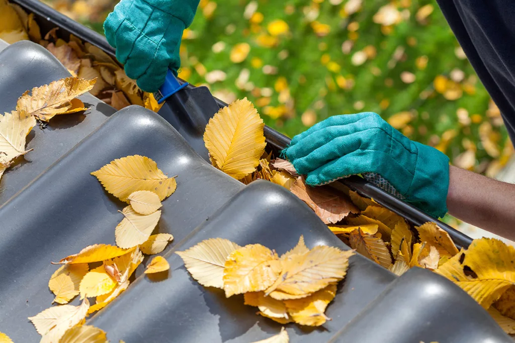 Two hands with teal gloves remove leaves from the gutter